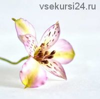 [Где торт?] Сахарный цветок Альстромерия (Евгения Бочарова)
