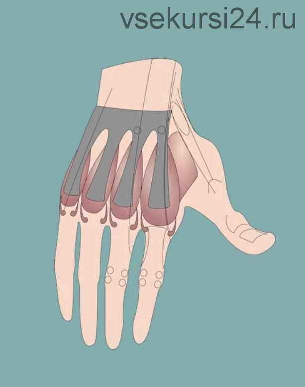 [МГХПА] Мышцы рук. Часть 2 (Александр Рыжкин)