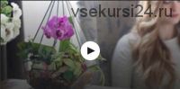 [Udemy] Создание флорариума - мини-сада из растений для дома (Мария Шенберг)