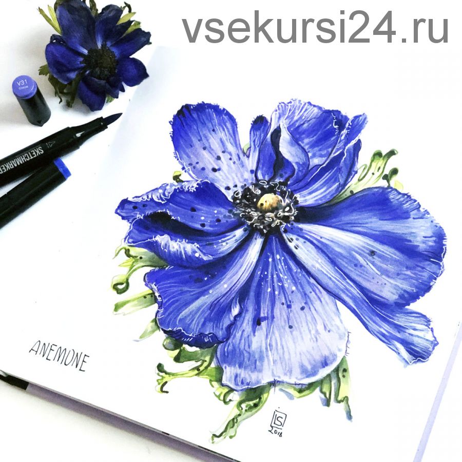 [sketchanddraw.ru] Ботаническая иллюстрация маркерами (Ирина Шельменко)