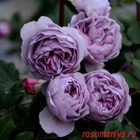 Лавандовый Букет (Lavender Bouquet)