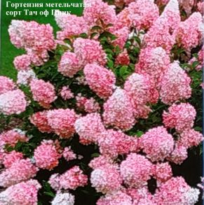 Гортензия метельчатая Тач оф Пинк (Hydrangea paniculata `Touch of Pink`)