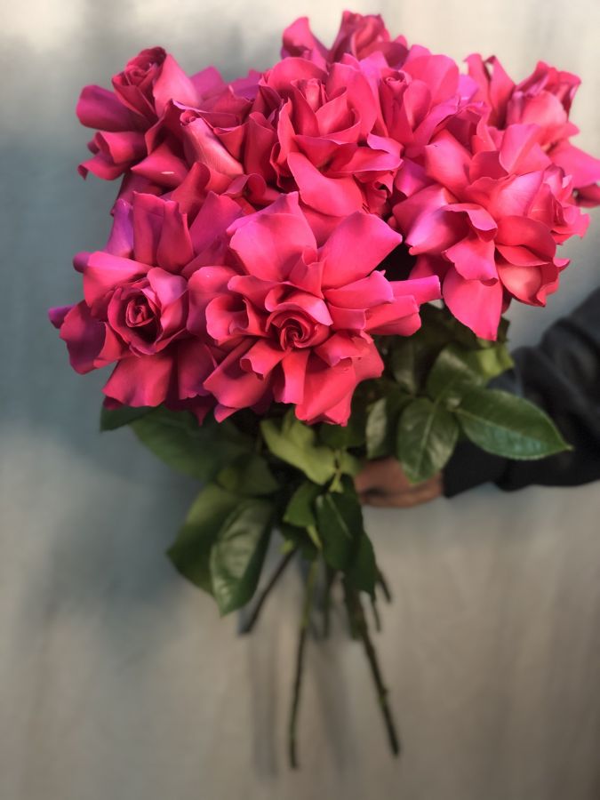 Эксклюзивные розы Софи Лорен 70 см