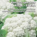 Kapusta-cvetnaya-Koza-egoza-gelevoe-drazhe-Uralskij-Dachnik