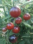Tomat-Indigo-Chernika-zip-Myazina