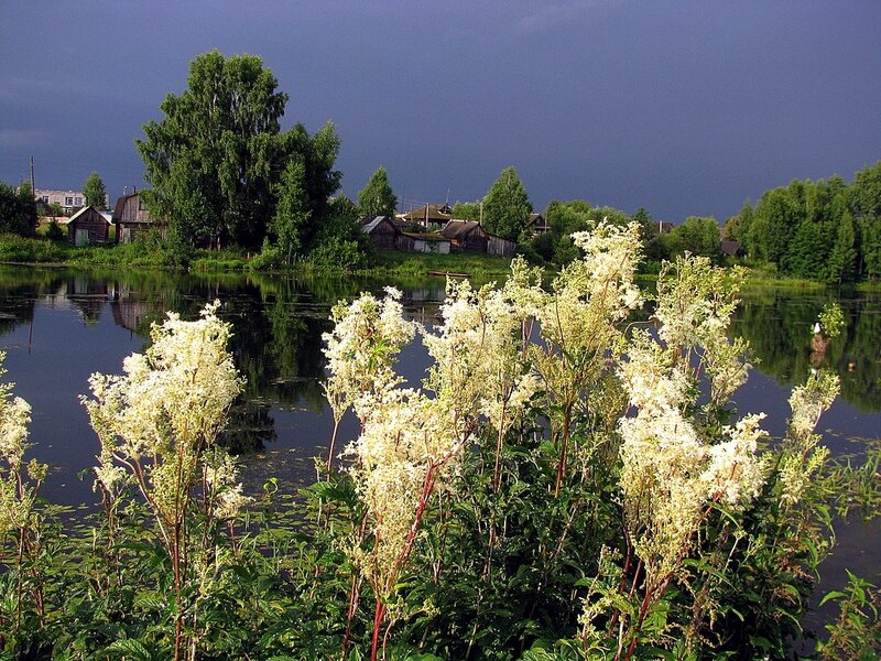 Лабазник таволга фото