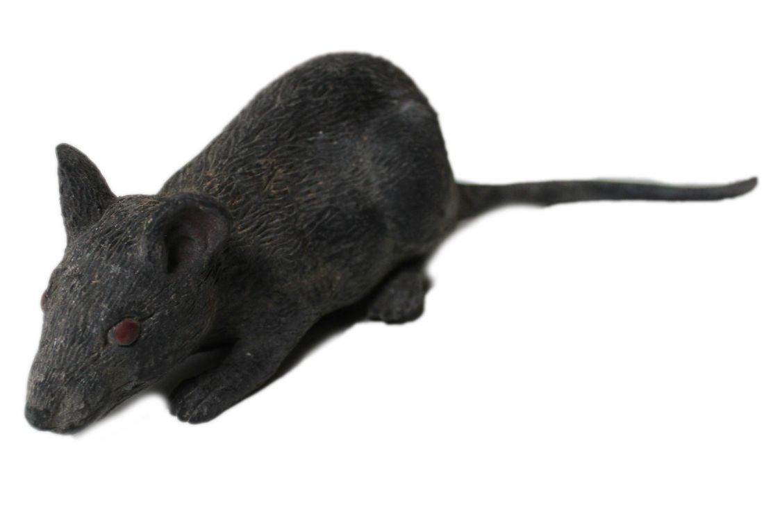 Черная крыса