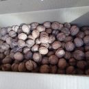 Грецкий орех в скорлупе (Чили) купить в СПб