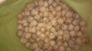 Грецкий орех в скорлупе (Чили) купить в СПб