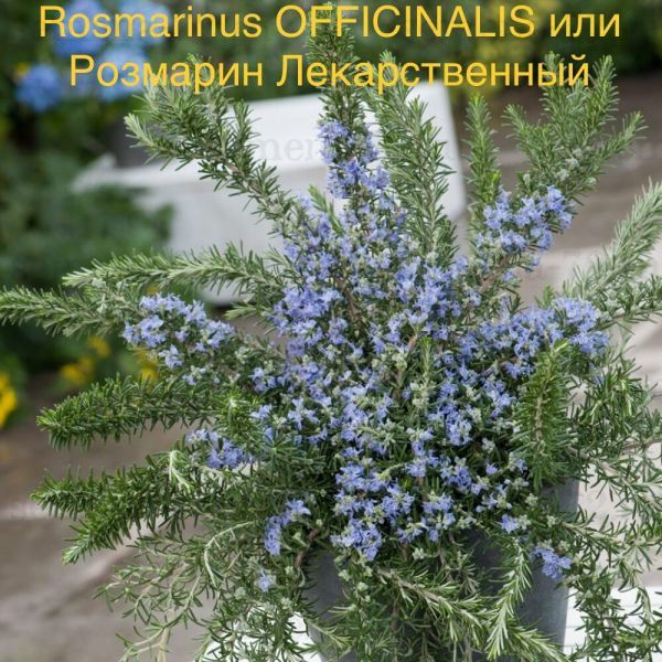 Rosmarinus officinalis или Розмарин Лекарственный