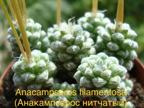 Анакампсерос нитчатый (Anacampseros filamentosa).
