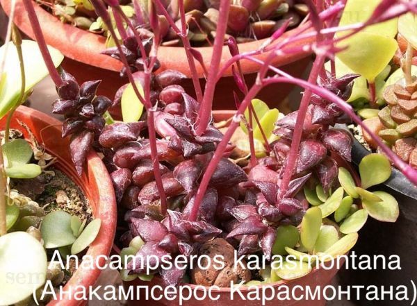 Анакампсерос Карасмонтана (Anacampseros karasmontana).