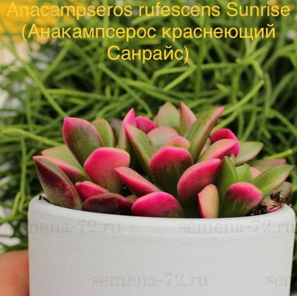 Анакампсерос краснеющий Санрайс (Anacampseros rufescens Sunrise).