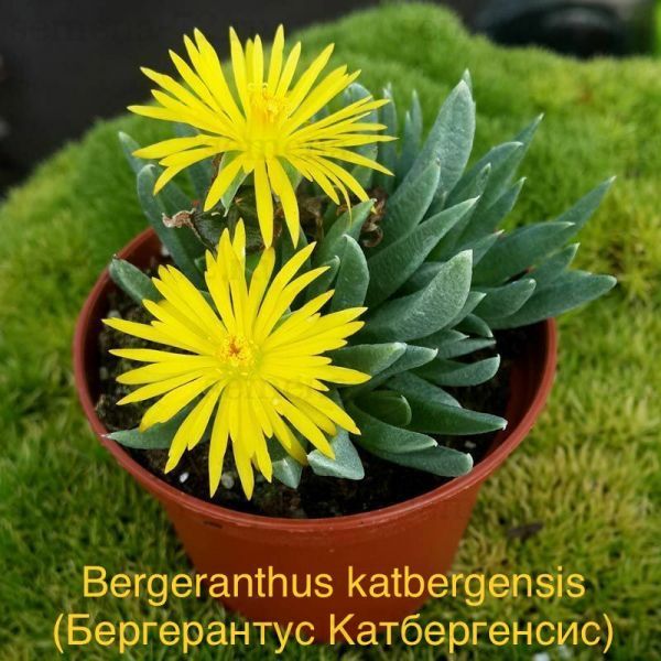 Бергерантус Катбергенсис (Bergeranthus katbergensis).