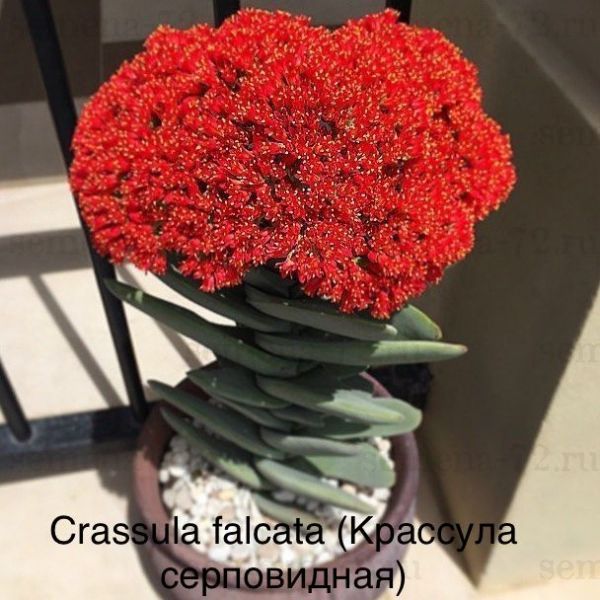 Крассула Фалката, Крассула серповидная (Crassula falcata).