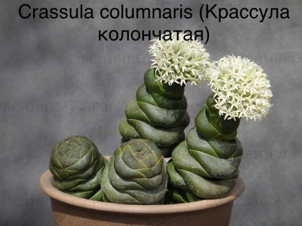 Крассула колончатая (Crassula columnaris).