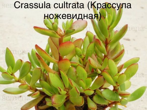 Крассула ножевидная (Crassula cultrata).