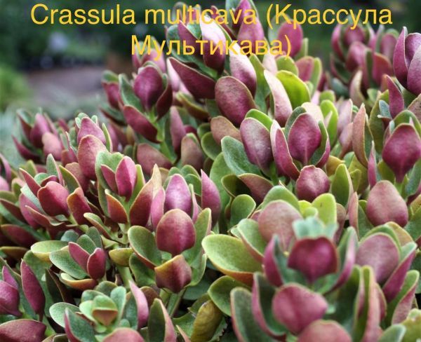 Крассула многожилковая, Крассула Мультикава (Crassula multicava).