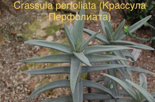 Крассула Перфолиата (Crassula perfoliata).