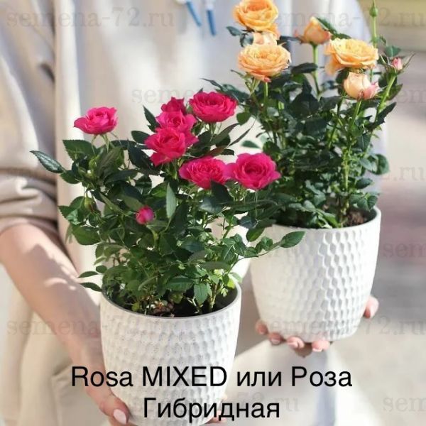 Rosa MIXED или Роза Гибридная