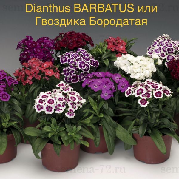 Dianthus BARBATUS или Гвоздика Бородатая