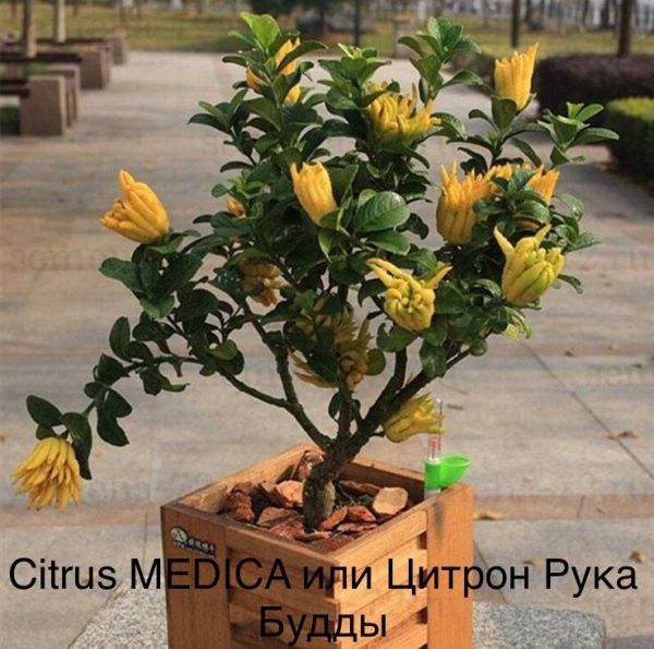 Citrus MEDICA или Цитрон Рука Будды