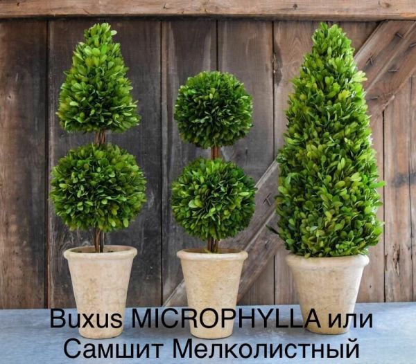 Buxus MICROPHYLLA или Самшит Мелколистный