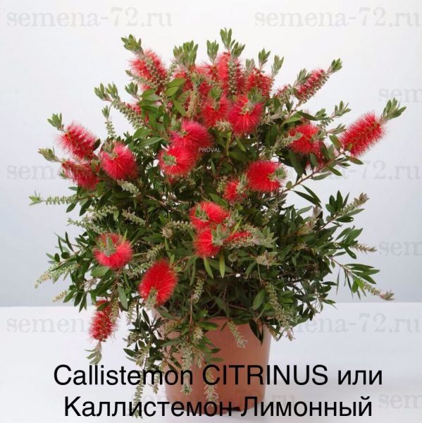 Callistemon CITRINUS или Каллистемон Лимонный
