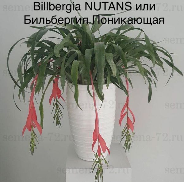 Billbergia NUTANS или Бильбергия Поникающая