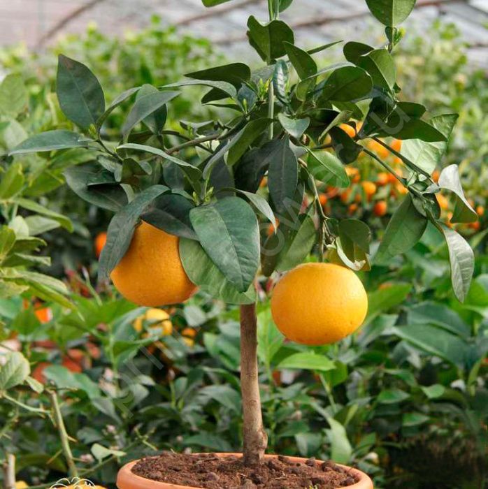 Grapefruit seed extract facts and health benefits