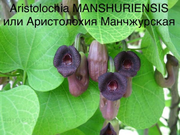 Aristolochia MANSHURIENSIS или Аристолохия Манчжурская