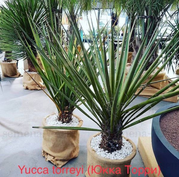 Yucca torreyi (Юкка Торри)