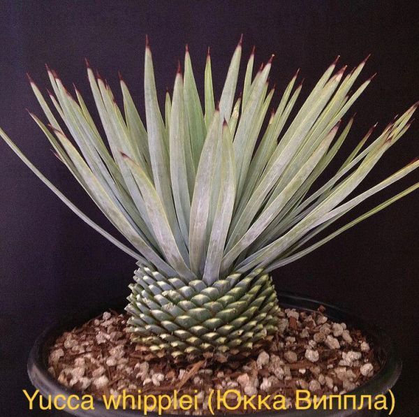 Yucca whipplei (Юкка Виппла)