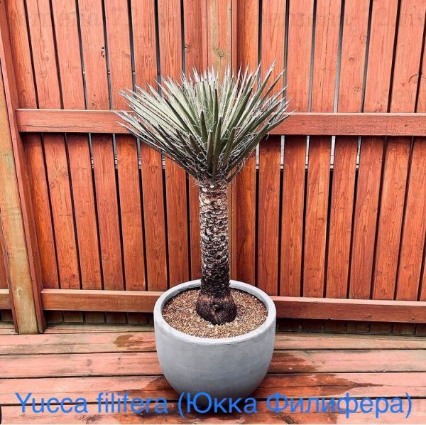 Yucca filifera (Юкка Филифера)