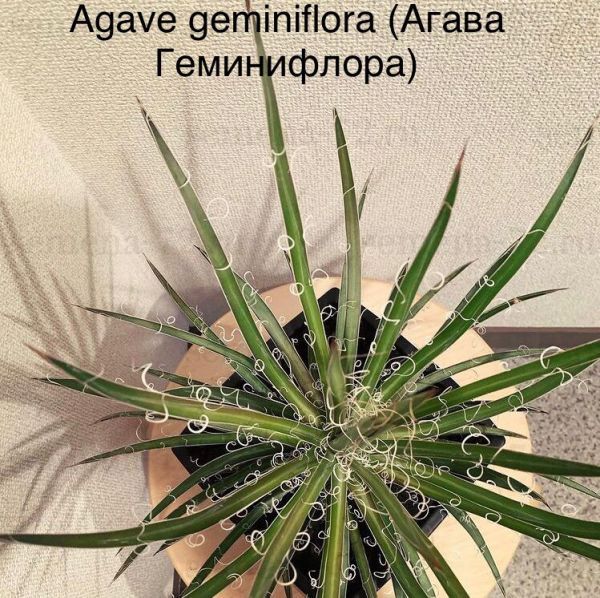 Agave geminiflora (Агава Геминифлора)