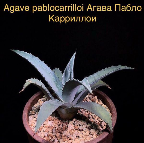 Agave pablocarrilloi (Агава Пабло Карриллои)