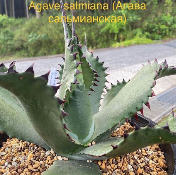 Agave salmiana (Агава сальмианская)