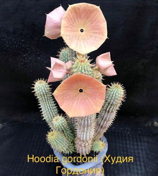 Hoodia gordonii (Худия Гордония)