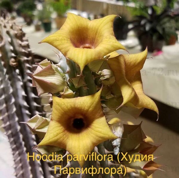 Hoodia parviflora (Худия Парвифлора)