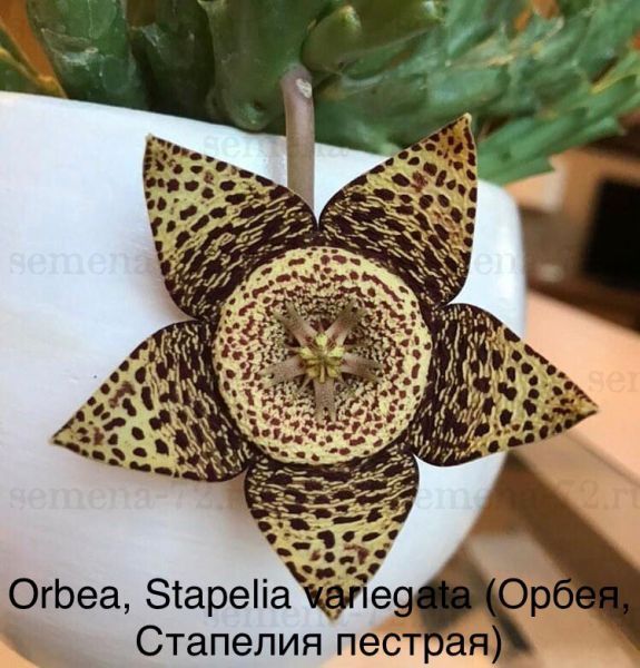 Orbea, Stapelia variegata (Орбея, Стапелия пестрая)