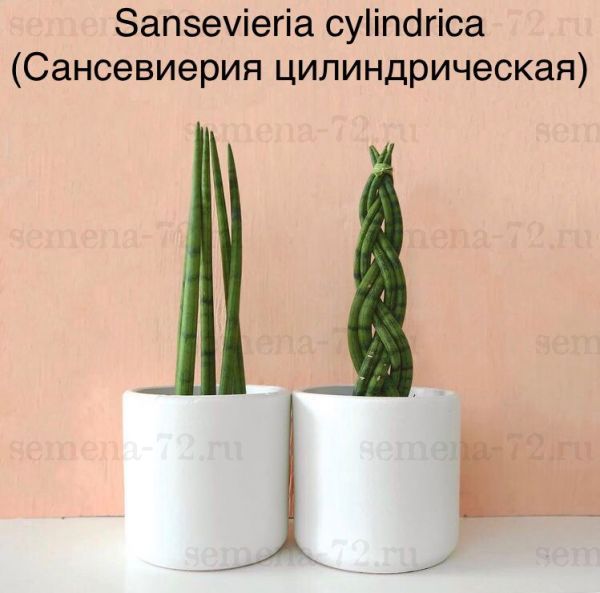 Sansevieria cylindrica (Сансевиерия цилиндрическая)