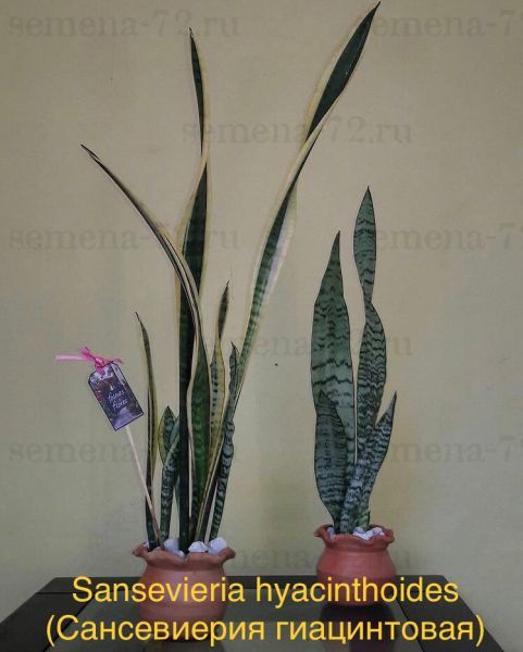 Sansevieria hyacinthoides (Сансевиерия гиацинтовая)