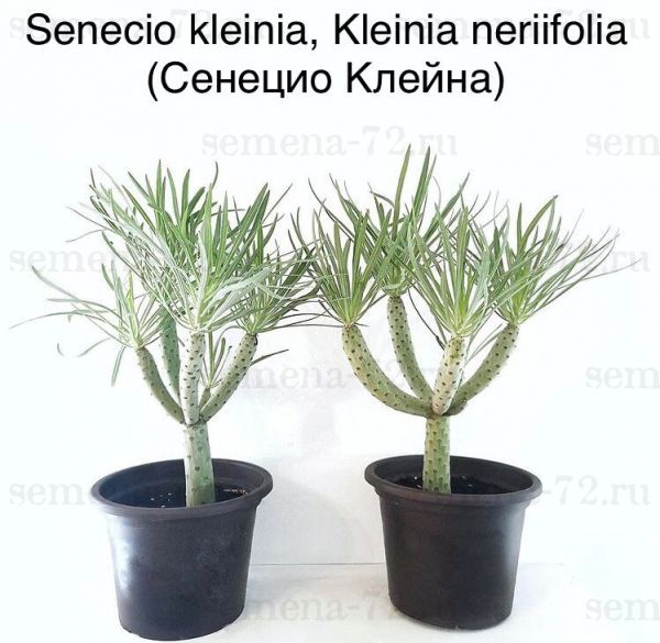 Senecio kleinia, Kleinia neriifolia (Сенецио Клейна)