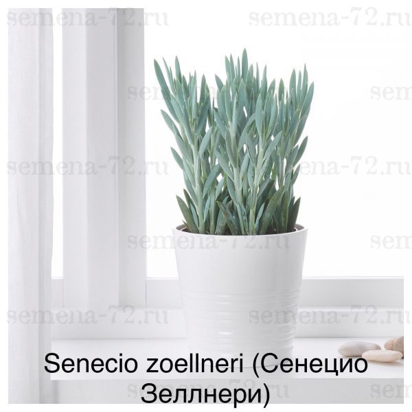 Senecio zoellneri (Сенецио Зеллнери)