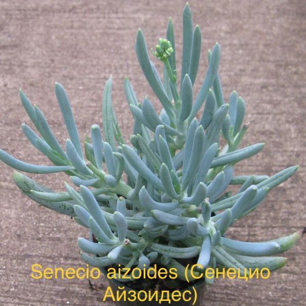 Senecio aizoides (Сенецио Айзоидес)