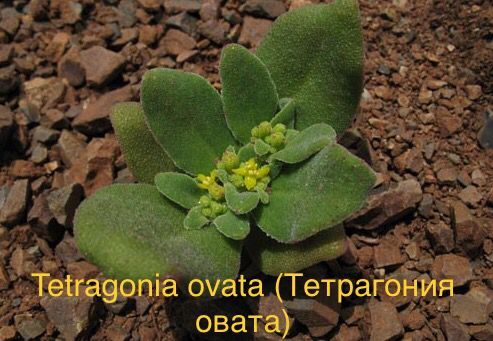 Tetragonia ovata (Тетрагония овата)