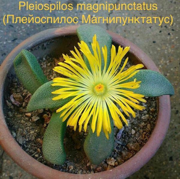 Pleiospilos magnipunctatus (Плейоспилос Магнипунктатус)