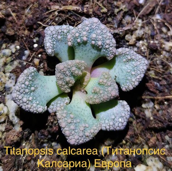 Titanopsis calcarea (Титанопсис Калсариа) Европа