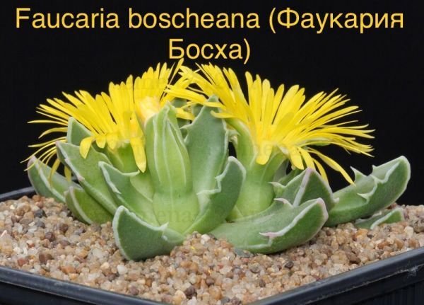 Faucaria boscheana (Фаукария Босха)