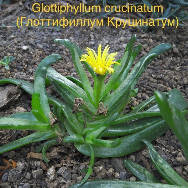 Glottiphyllum crucinatum (Глоттифиллум Круцинатум)